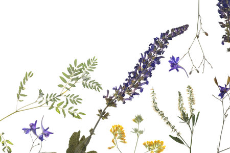 Wild meadow dried flowers on white background, top viewの写真素材