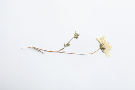 Wild meadow dried flower on white background, top viewの写真素材