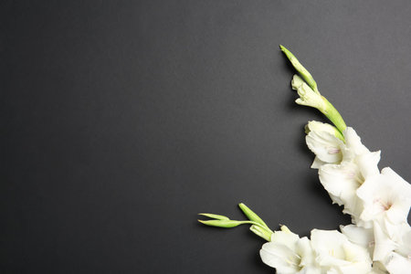 Flat lay composition with beautiful gladiolus flowers on dark backgroundの写真素材