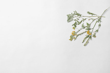 Wild meadow dried flowers on white background, top viewの写真素材