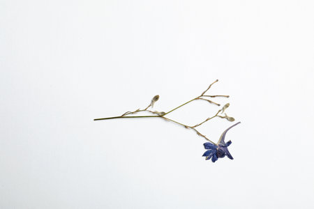 Wild meadow dried flower on white background, top viewの写真素材