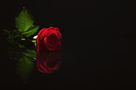 Beautiful red rose on black background. funeral symbolの写真素材