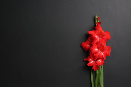 Beautiful gladiolus flowers on dark background, top viewの写真素材