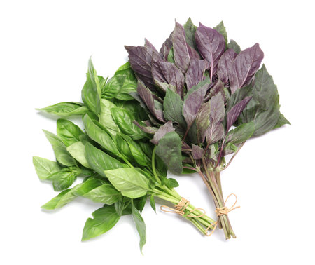 Green and purple basil on white background, top view. aromatic herbsの写真素材
