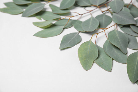 Fresh eucalyptus leaves on white backgroundの写真素材