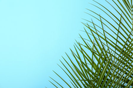 Fresh tropical date palm leaves on color background, top viewの写真素材
