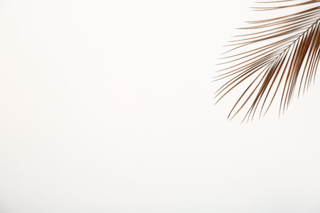 Painted tropical Date palm leaf and space for text on white background, top viewの写真素材