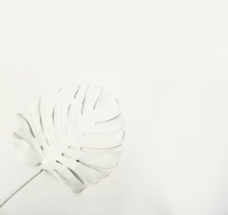 Painted tropical Monstera leaf and space for text on white background, top viewの写真素材