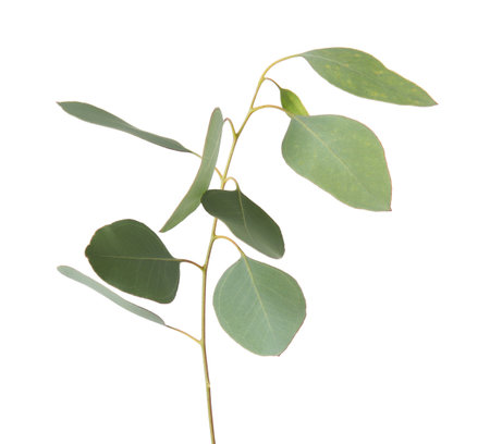 Eucalyptus branch with fresh green leaves on white backgroundの写真素材