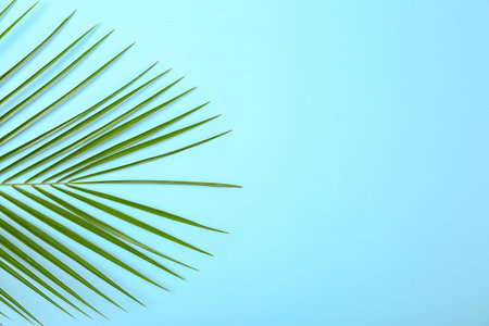 Fresh tropical date palm leaf on color background, top viewの写真素材