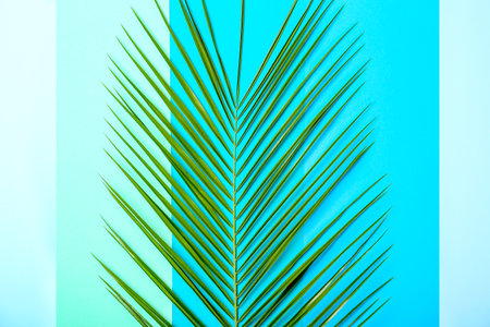 Fresh tropical date palm leaf on color background, top viewの写真素材