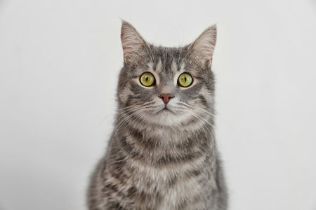 Adorable gray tabby cat on light backgroundの写真素材