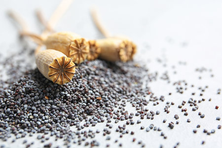 Dry poppy heads and seeds on gray background, closeupの写真素材