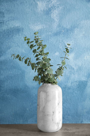 Bunch of eucalyptus branches with fresh leaves in vase on tableの写真素材