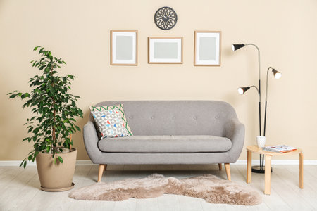 Stylish living room interior with ficus and sofa near light wallの写真素材