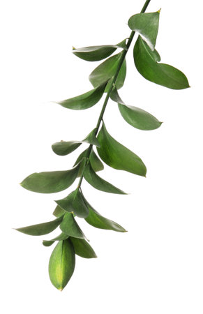 Ruscus branch with fresh green leaves on white backgroundの写真素材