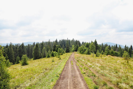 Picturesque landscape with pathway in mountain forestの写真素材