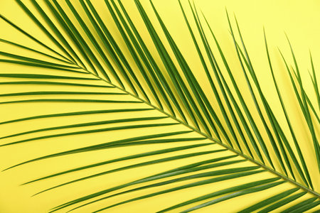 Fresh tropical date palm leaf on color background, top viewの写真素材