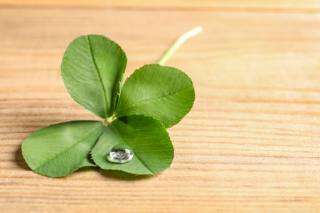 Green four-leaf clover on wooden background with space for textの写真素材