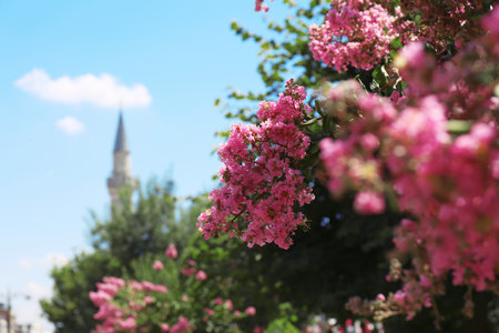 Blooming tree outdoors on sunny day, closeupの写真素材