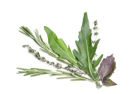 Composition with rosemary and other herbs on white background, top viewの写真素材