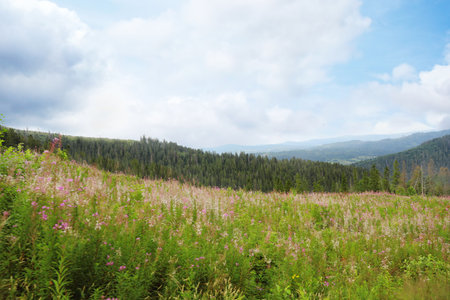 picturesque landscape with mountain meadowの写真素材