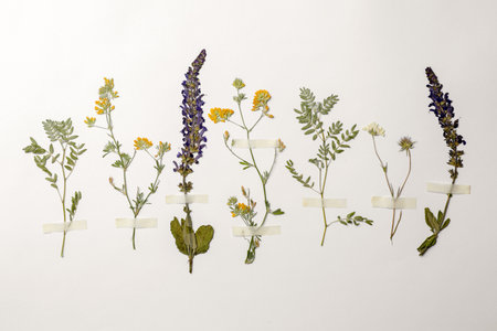 Wild meadow dried flowers on white background, top viewの写真素材
