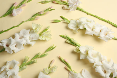 Flat lay composition with beautiful gladiolus flowers on color backgroundの写真素材