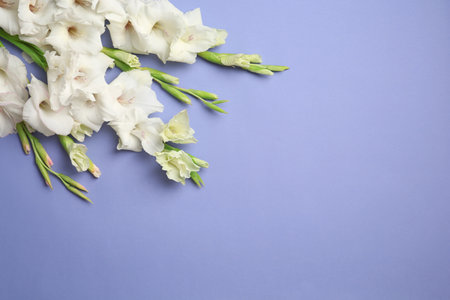 Flat lay composition with beautiful gladiolus flowers on color backgroundの写真素材
