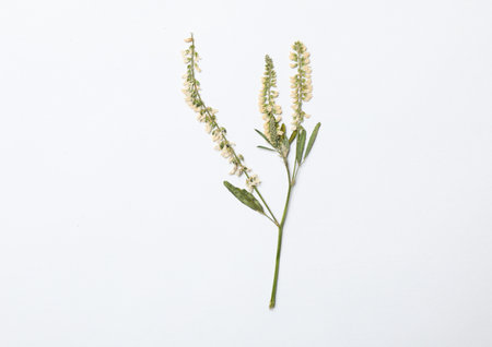 Wild meadow dried flower on white background, top viewの写真素材