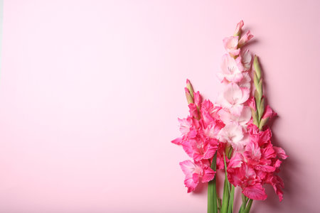 Flat lay composition with beautiful gladiolus flowers on color backgroundの写真素材