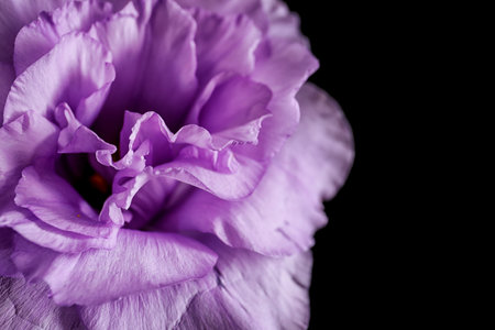 Beautiful Eustoma flower on dark background, closeupの写真素材