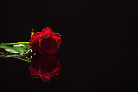 Beautiful red rose on black background. funeral symbolの写真素材
