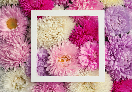 Top view of beautiful aster flowers and picture frame