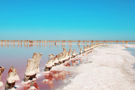 Beautiful view of pink lake on summer day