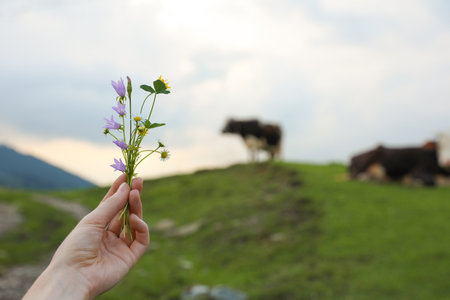 Woman holding blooming meadow flowers outdoors, closeup with space for textの写真素材