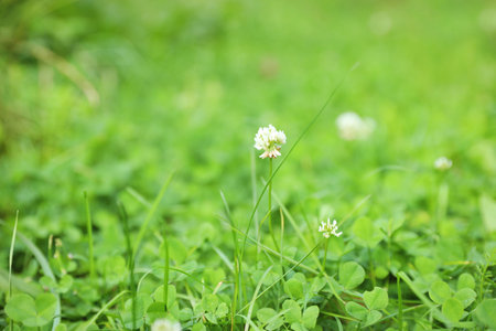 Green meadow with blooming wild flowers, closeupの写真素材