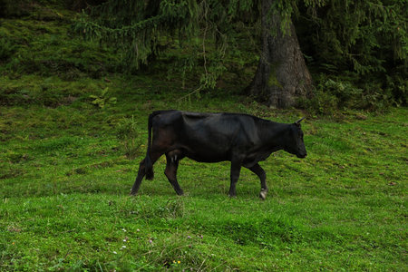 Black cow grazing on green pasture in summerの写真素材