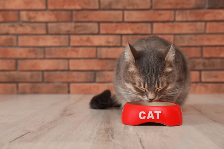 Adorable cat near bowl of food indoors. pet careの写真素材