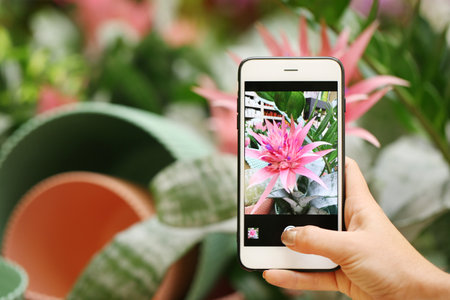 Woman taking photo of blooming aechmea flower, closeup. tropical plant
