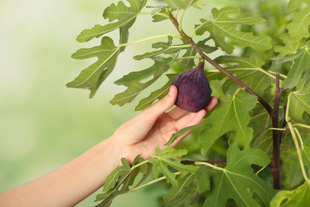 Woman picking ripe fruit from fig tree on blurred background, closeupの写真素材