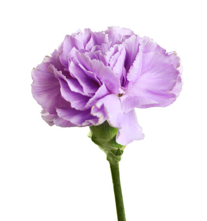 Beautiful blooming violet carnation on white backgroundの写真素材