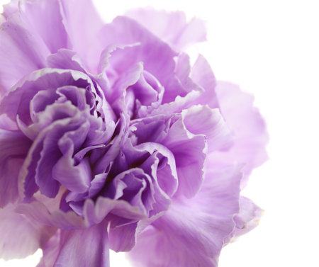Beautiful blooming violet carnation on white backgroundの写真素材