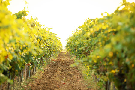 View of vineyard rows with fresh ripe juicy grapes on sunny dayの写真素材
