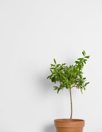 Flowerpot with olive plant on white background. Space for textの写真素材