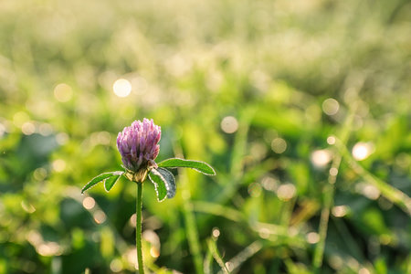 Beautiful clover flower on green meadow, closeupの写真素材