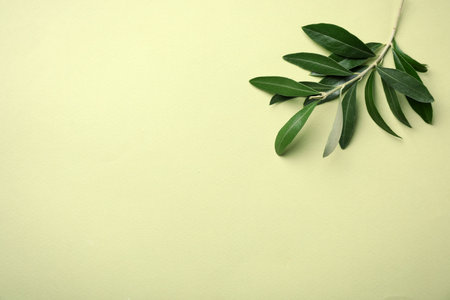 Twig with fresh green olive leaves and space for text on color backgroundの写真素材