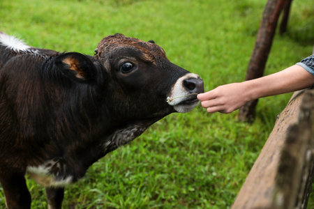 Woman feeding brown cow on green pasture in summer, closeupの写真素材
