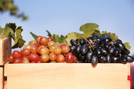 Fresh ripe juicy grapes in wooden crate against color backgroundの写真素材