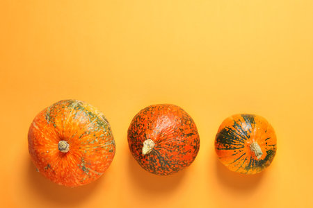 Orange pumpkins on color background, flat lay composition with space for text. autumn holidaysの写真素材